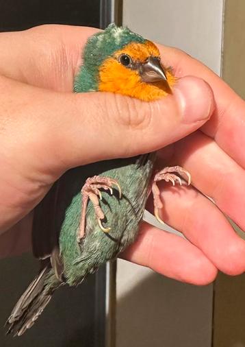 Roodkop vogels - red throated finch beschikbaar voor biedingen