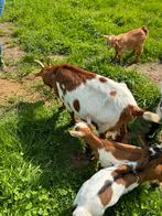 Zeer mooie dwerggeitje, Animaux & Accessoires, Moutons, Chèvres & Cochons, Femelle, Chèvre, 3 à 5 ans