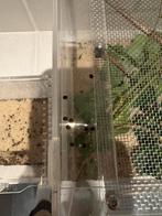 Eitjes indische wandelende tak, Dieren en Toebehoren, Wandelende tak