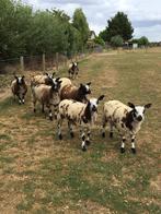 Baggerbonte jonge ooien, Dieren en Toebehoren, Schapen, Geiten en Varkens