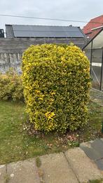 Bonte kardinaalsmuts (Euonymus japonicus) – wintergroen, Ophalen