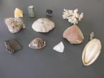 LOT de 11 Pièces Corail  / Coquillages /pierre, Collections, Coquillage(s), Enlèvement ou Envoi