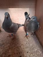 2 jonge duifjes van 2026, Dieren en Toebehoren, Meerdere dieren, Postduif