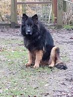 Lang  harige oud Duitse herder, Dieren en Toebehoren, Honden | Herdershonden en Veedrijvers, 6 jaar of ouder, België, Fokker | Hobbymatig