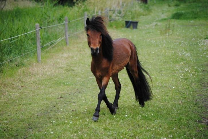 Raszuivere Falabella hengst/ruin, Dieren en Toebehoren, Pony's, Hengst, Niet van toepassing, A pony (tot 1.17m), Recreatiepony