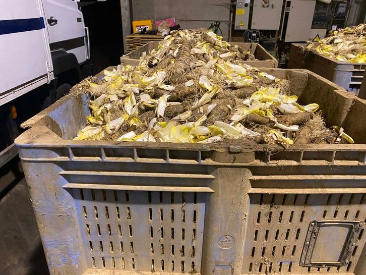 witloofwortelen voor veevoeder, Dieren en Toebehoren, Stalling en Weidegang