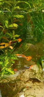 Redcap guppen 1.5 Euro of 20 euro voor 30 stks (kweekgroep)