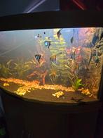 Juwel trigon 350l, Dieren en Toebehoren, Vissen | Aquaria en Toebehoren, Ophalen, Gebruikt, Gevuld zoetwateraquarium