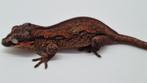 Rhacodactylus Auriculatus Gargoyle Gecko