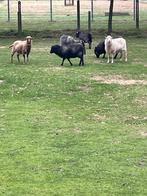 Ouessant schaapjes ooitjes, Dieren en Toebehoren, Vrouwelijk, Schaap, 0 tot 2 jaar