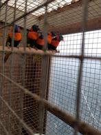 Roodneklori, Dieren en Toebehoren