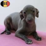 Lieve blauwe Italiaanse Windhond-puppy’s te koop, België, 15 weken tot 1 jaar, CDV (hondenziekte), Meerdere