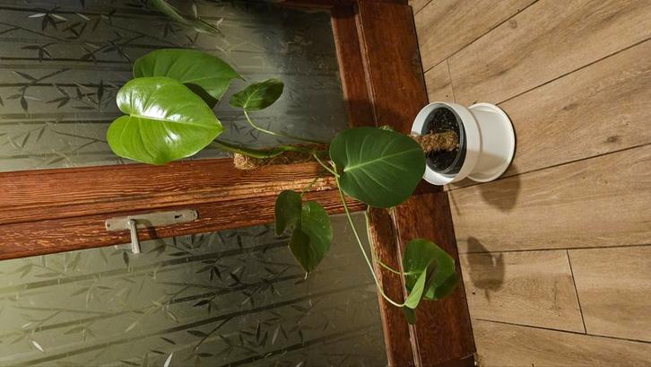 Plante monstera deliciosa avec son tuteur, Huis en Inrichting, Woonaccessoires | Kunstplanten en Kunstbloemen, Zo goed als nieuw