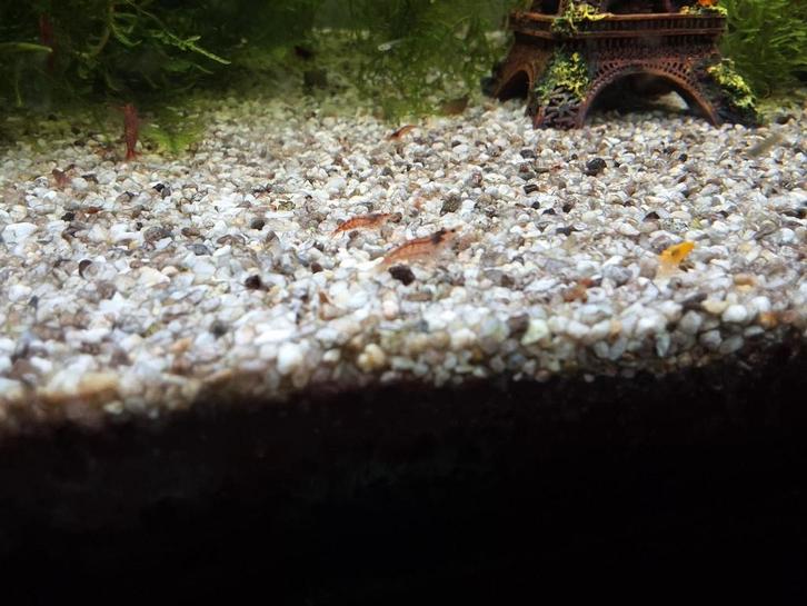 Crevettes semi-transparentes Neocaridina, Animaux & Accessoires, Poissons | Poissons d'aquarium, Poisson d'eau douce, Homard, Crabe ou Crevette