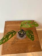 Monstera Adansonii Indonesian Marble, Ophalen of Verzenden