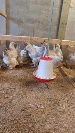 Brahma Isabelle, Dieren en Toebehoren, Pluimvee