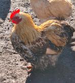 Raszuivere cochin kriel haantjes, Dieren en Toebehoren, Pluimvee