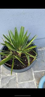 trachycarpus fortunei x nanus, Tuin en Terras, Planten | Tuinplanten, Ophalen