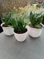 Kamerplanten. Sanseveria. Vrouwentongen., Huis en Inrichting, Kamerplanten, Ophalen, Overige soorten, In pot, Minder dan 100 cm