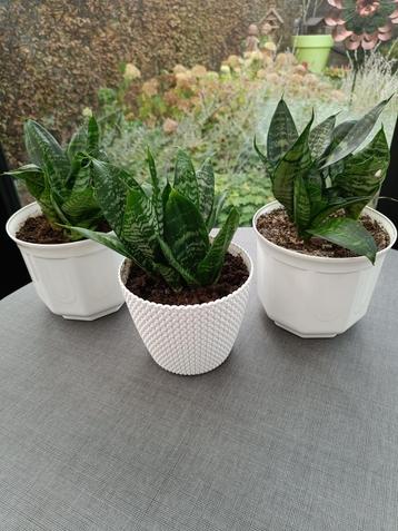 Kamerplanten. Sanseveria. Vrouwentongen. beschikbaar voor biedingen