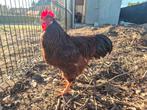 Red island haan, Dieren en Toebehoren, Pluimvee