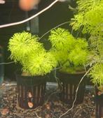 Aquariumplanten verschillende soorten ( zie beschrijving ), Dieren en Toebehoren