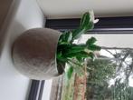 Lidcactus/ kerstcactus met witte of roze bloemen, Cactus, Bloeiende kamerplant, Ophalen