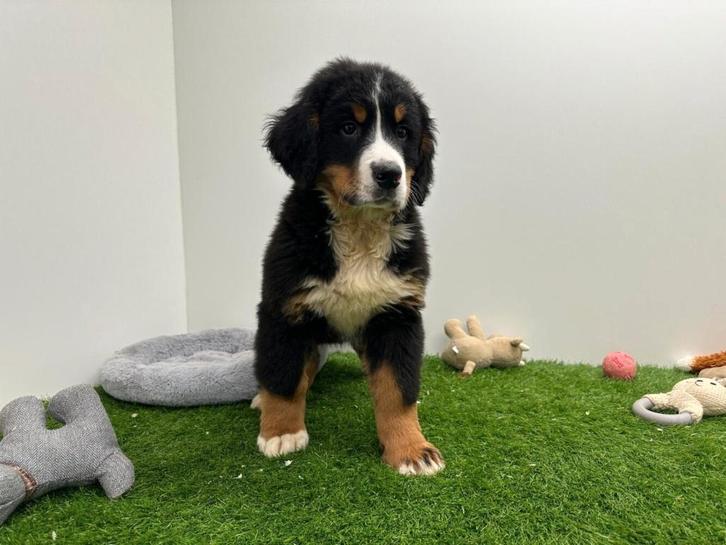 Chiot Bouvier Bernois, Animaux & Accessoires, Chiens | Bouledogues, Pinschers & Molossoïdes, Chien (mâle), Swiss mountain, Éleveur | Professionnel