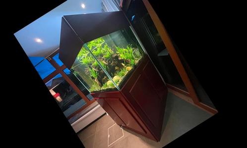 Aquarium, Animaux & Accessoires, Poissons | Aquariums & Accessoires, Comme neuf