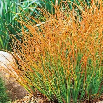 Carex 'Prairie fire' beschikbaar voor biedingen