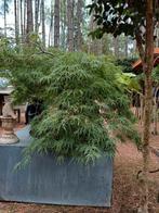 japanse esdoorn groen, Tuin en Terras, Ophalen