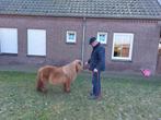 Drachtige mini pony, Dieren en Toebehoren, Pony's, Merrie, A pony (tot 1.17m), Gechipt, 11 jaar of ouder