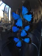 Splendide Envol de 3 Papillons Exotiques Ulysses sous globe, Collections, Collections Animaux, Insecte, Animal empaillé, Enlèvement ou Envoi