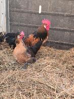 Brabants hoen, Dieren en Toebehoren, Meerdere dieren, Kip