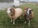 schaap bok, Dieren en Toebehoren, Schapen, Geiten en Varkens, Mannelijk, Schaap, 0 tot 2 jaar