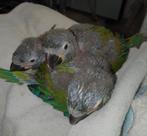 Jeunes aras nains super apprivoisés, Animaux & Accessoires, Perroquet, Parleur