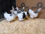 Jonge Wyandotte kriel wit zwart columbia gesekst en ingeënt, Dieren en Toebehoren, Pluimvee, Vrouwelijk, Kip