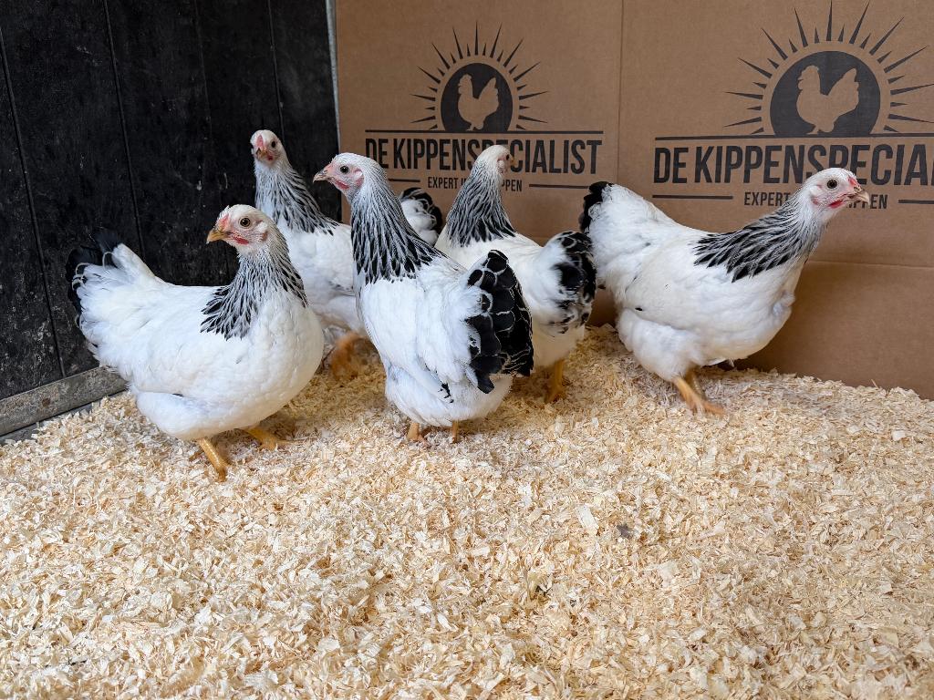 Jonge Wyandotte kriel wit zwart columbia gesekst en ingeënt, Dieren en Toebehoren, Pluimvee, Kip, Vrouwelijk