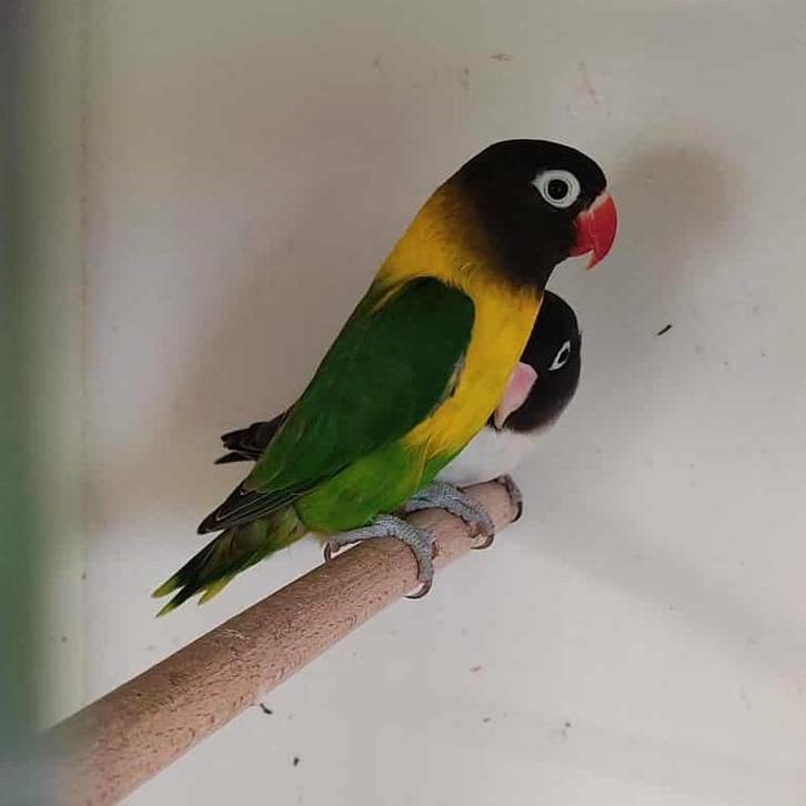 bewezen kweekkoppel agapornis Personata - met eitjes!, Dieren en Toebehoren, Vogels | Parkieten en Papegaaien, Dwergpapegaai of Agapornis