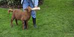 Ardense voskop ramlam met fles grootgebracht, Dieren en Toebehoren, Mannelijk, Schaap, 0 tot 2 jaar