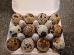 Oeufs fécondés de cailles, Sport en Fitness, Karting, Ophalen, Nieuw, Overige typen