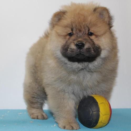Chow Chow - Belgische pups te koop, Dieren en Toebehoren, Honden | Poolhonden, Keeshonden en Oertypen, Meerdere dieren, Overige rassen