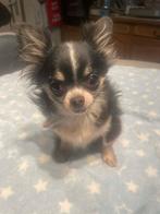 Chihuahua reutje 2.jaar echte raszuiver zeer mooi kleintje, Dieren en Toebehoren, België, Fokker | Hobbymatig, Reu, 1 tot 2 jaar