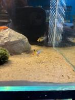 Mikrogeophagus ramirezi, Vis, Zoetwatervis