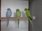 Halsband parkieten, Dieren en Toebehoren, Vogels | Parkieten en Papegaaien, Geringd