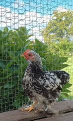 Cochin kriel haantjes, Dieren en Toebehoren