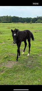 D-pony veulen, Dieren en Toebehoren, Paarden, Springpaard, Minder dan 160 cm, Gechipt, Niet van toepassing