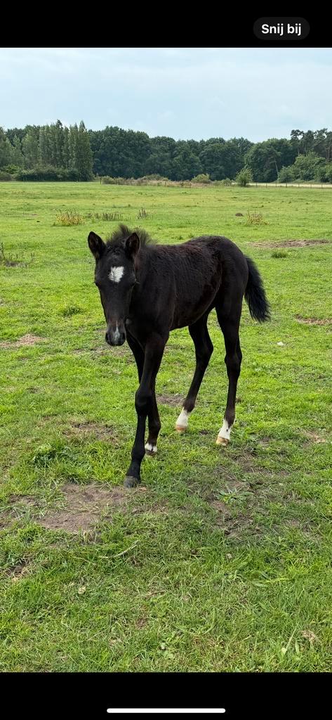 D-pony veulen, Dieren en Toebehoren, Paarden, Hengst, Niet van toepassing, Minder dan 160 cm, 0 tot 2 jaar, Springpaard, Met stamboom