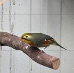 Japanse nachtegaal ek 25 mutatie + wildkleur, Dieren en Toebehoren, Vogels | Overige Vogels