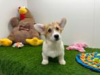 Welsh Corgi pups, Dieren en Toebehoren, Honden | Herdershonden en Veedrijvers, België, 8 tot 15 weken, Meerdere, Fokker | Professioneel